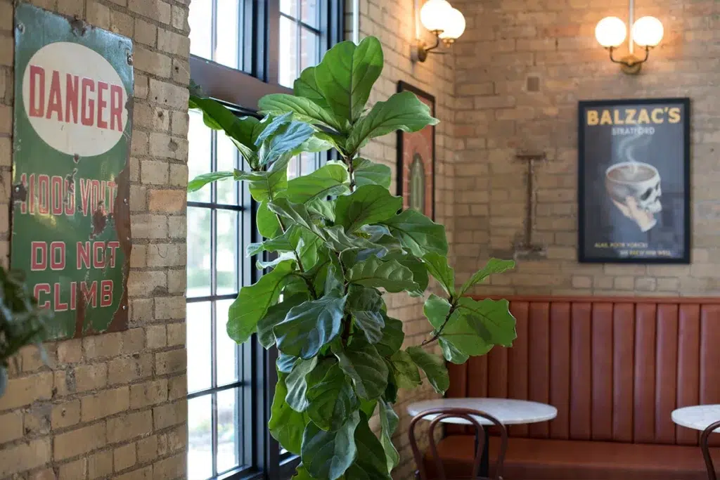A leafy green plant stands by large windows in a cozy cafe with exposed brick walls, a red cushioned booth, round tables, vintage signs, and warm wall lighting.