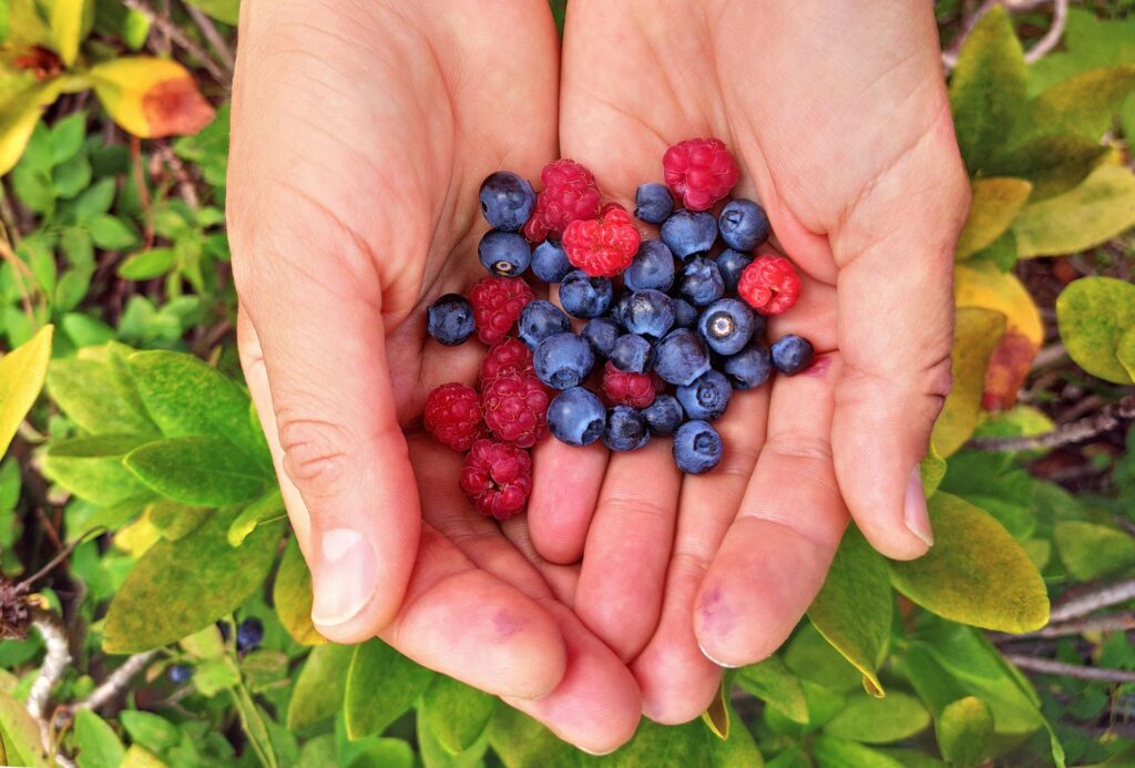 A pair of hands gently holding a mix of freshly picked blueberries and raspberries, perfect for healthy office catering, with green leaves and plants visible in the background.