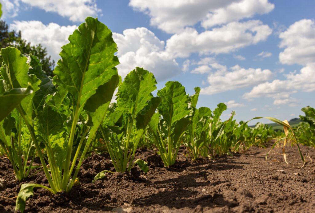 Rows of green leafy plants growing in dark soil under a blue sky with scattered white clouds, seen from a low angle—perfect inspiration for fresh ingredients used in office catering.