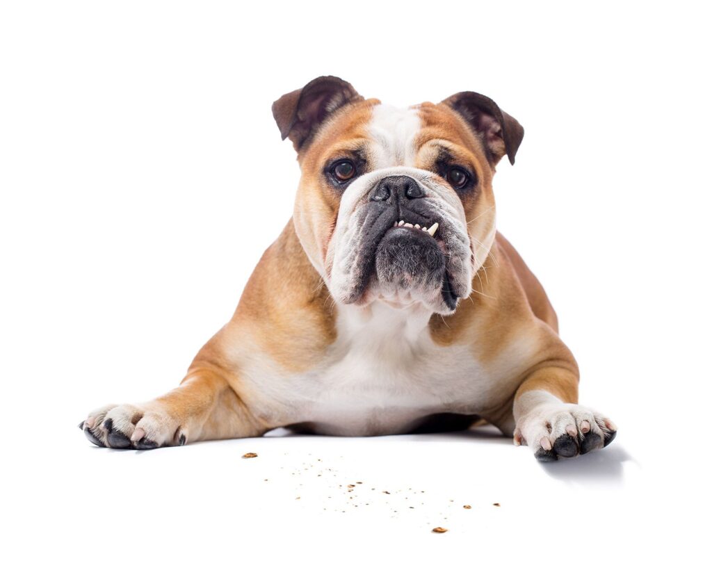 A brown and white bulldog lies on a white surface, facing forward with a slightly open mouth. Small crumbs are scattered on the ground in front of the dog.